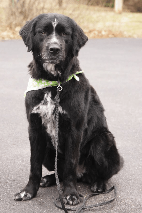 A black and white newfoundland dog
